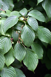 pagoda dogwood 2